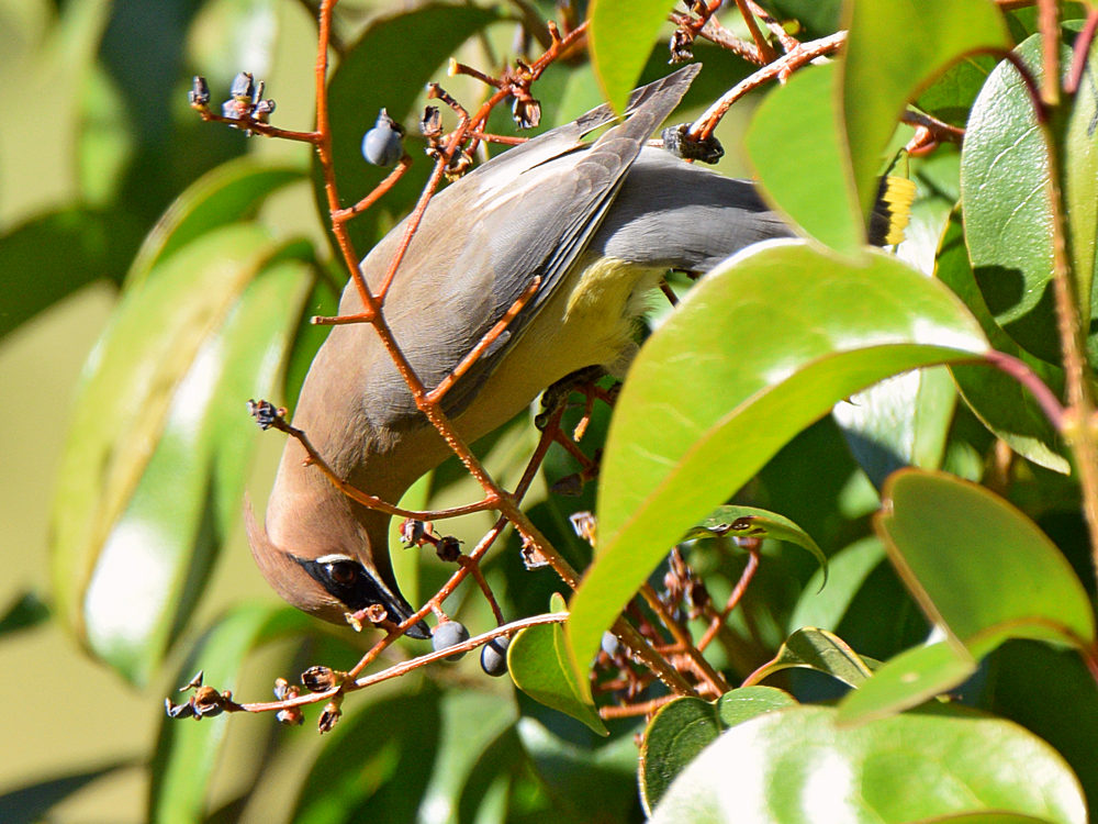 WaxWing.jpg