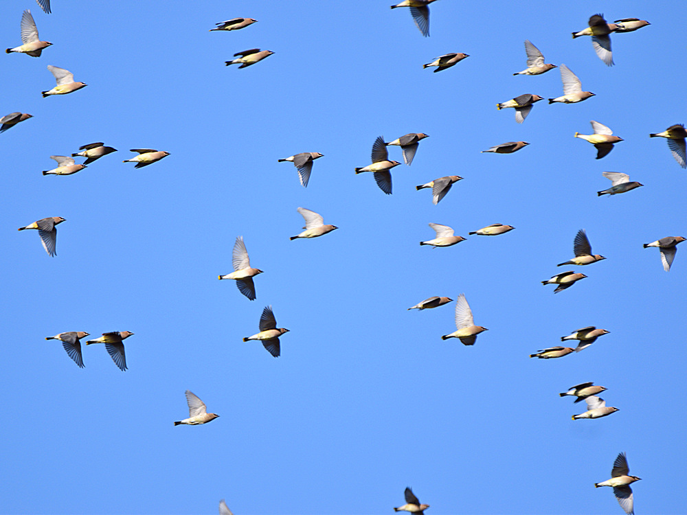 Waxwing.jpg