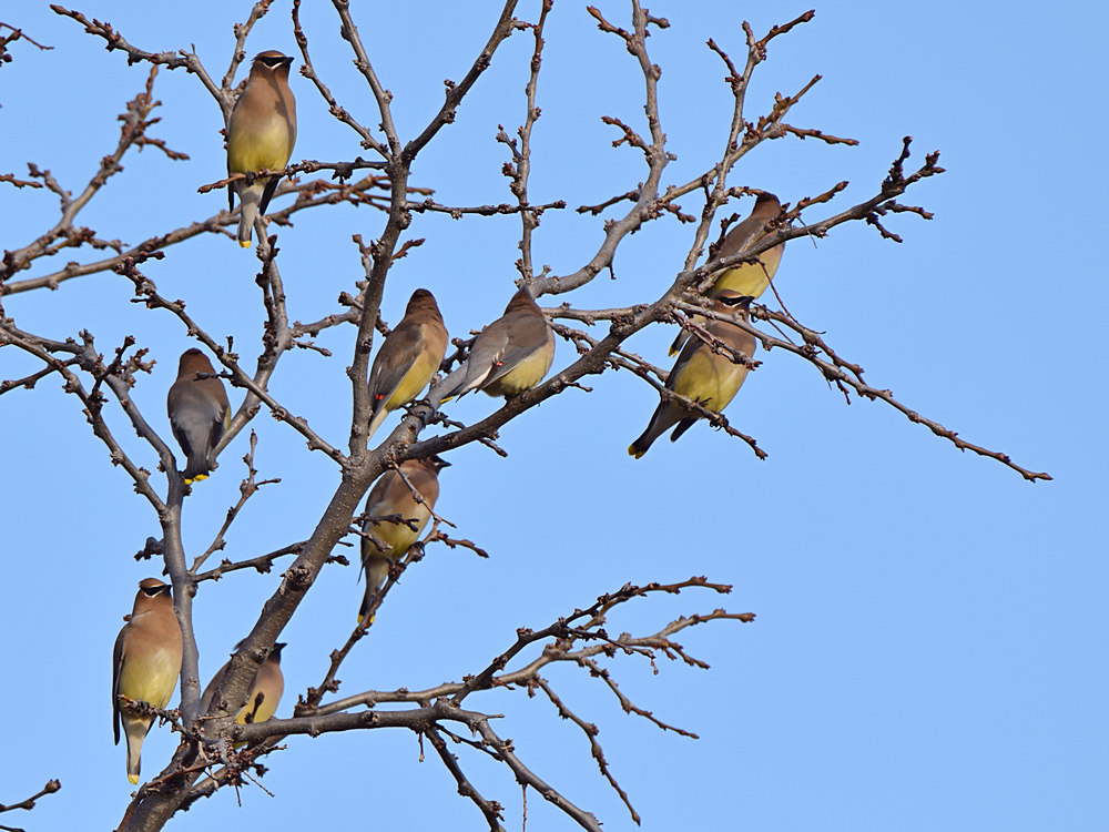Waxwing.jpg