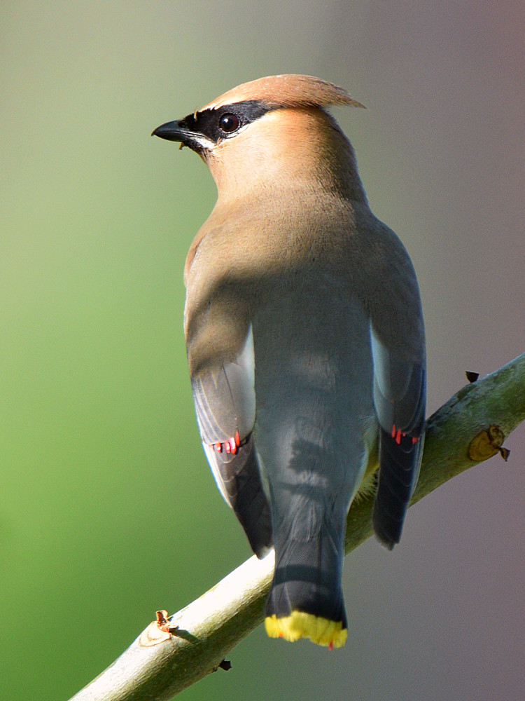 Waxwing.jpg