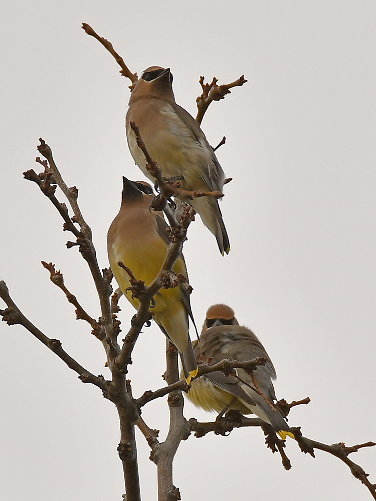 Waxwing.jpg