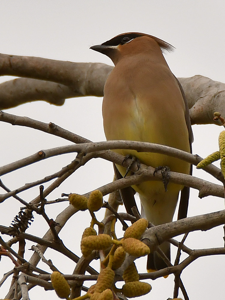 Waxwing.jpg