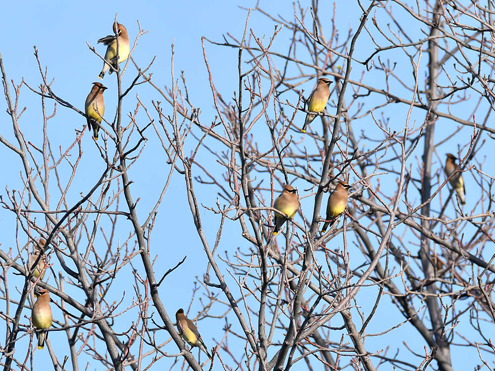 Waxwing.jpg