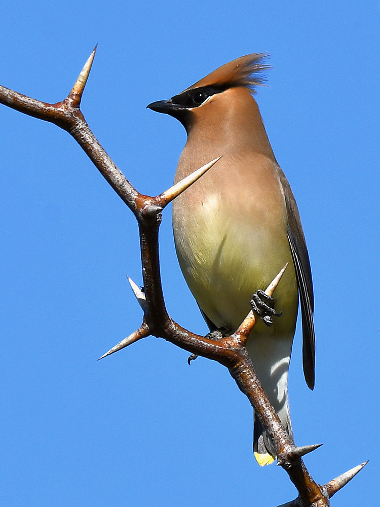 Waxwing.jpg