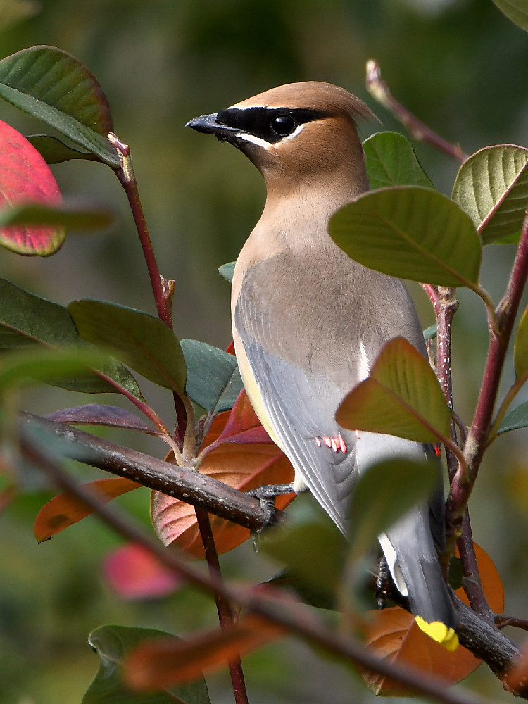 Waxwing.jpg