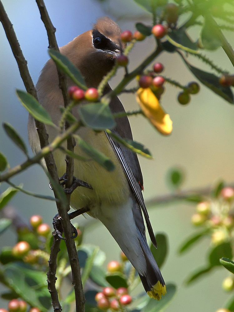 Waxwing.jpg