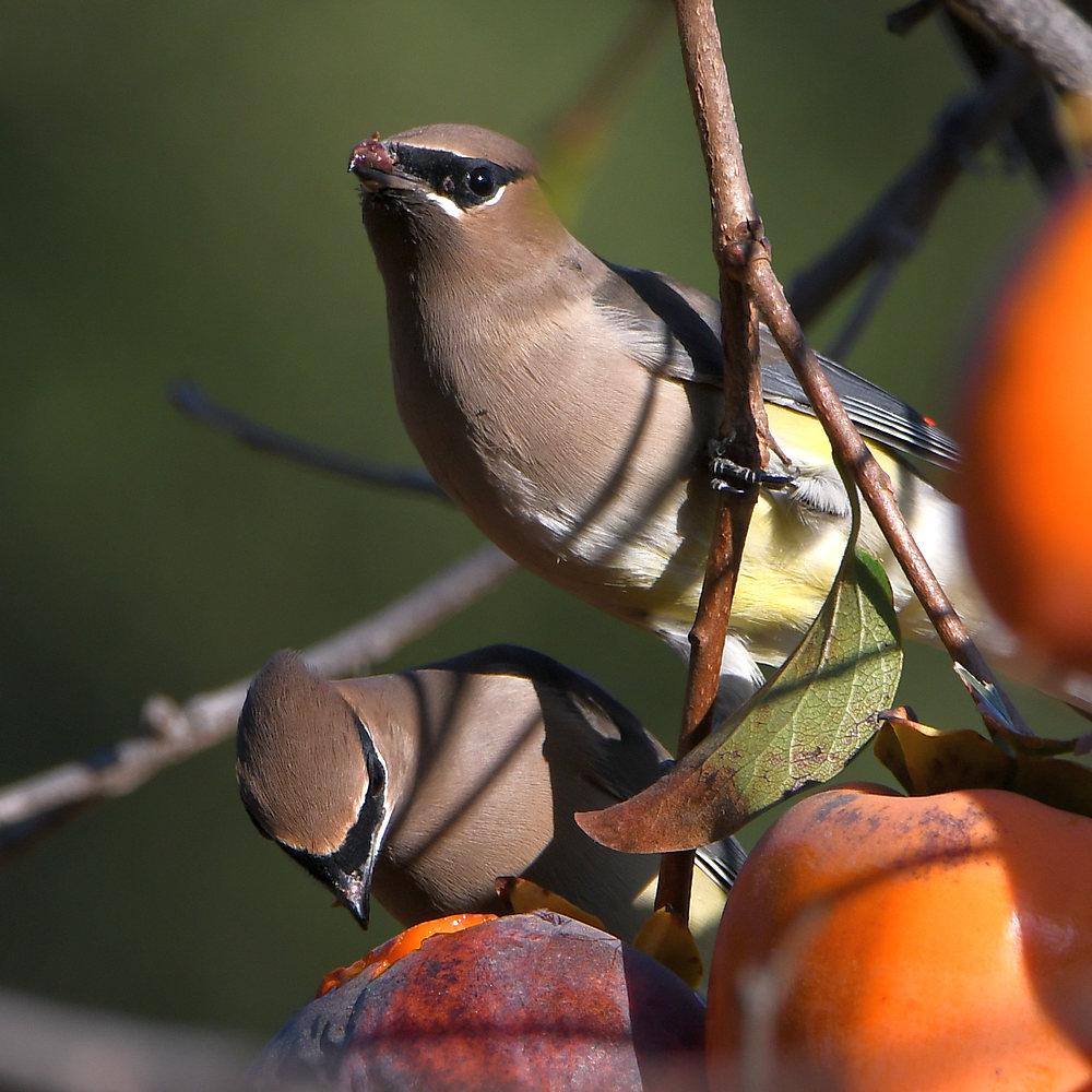 Waxwing.jpg