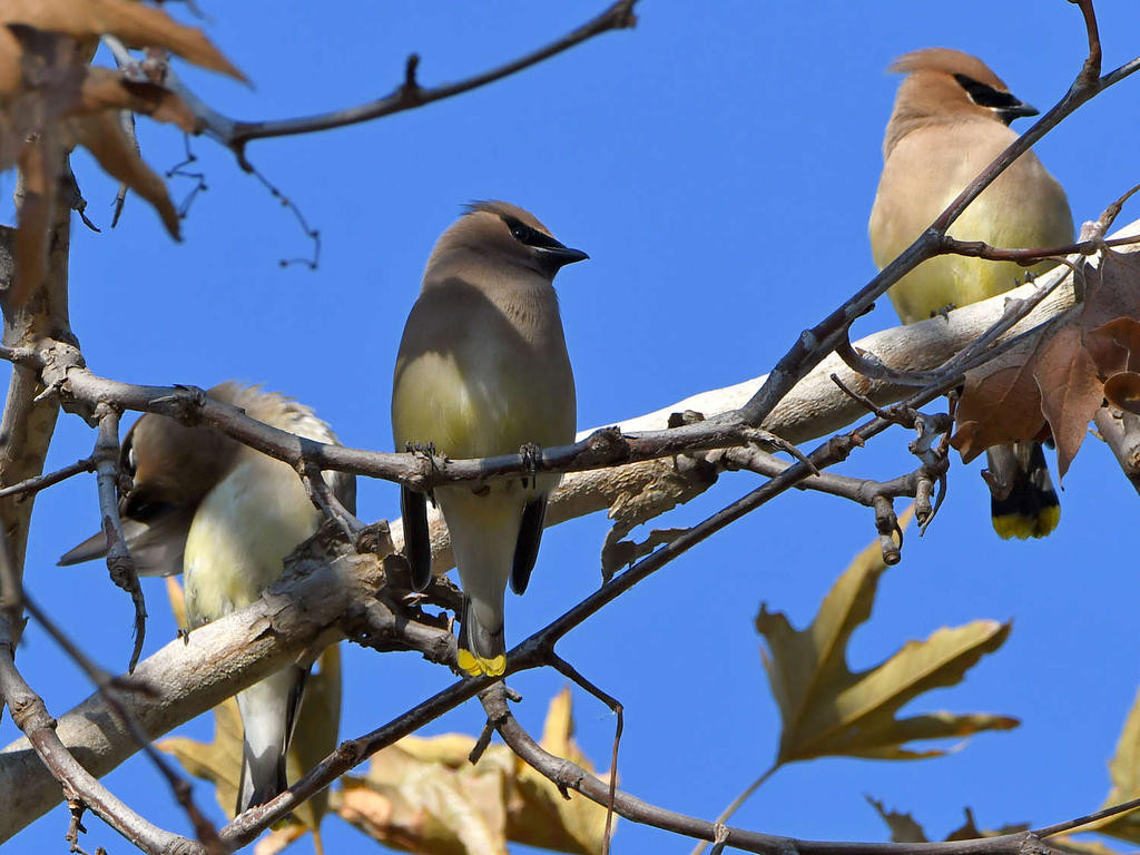 Waxwing.jpg