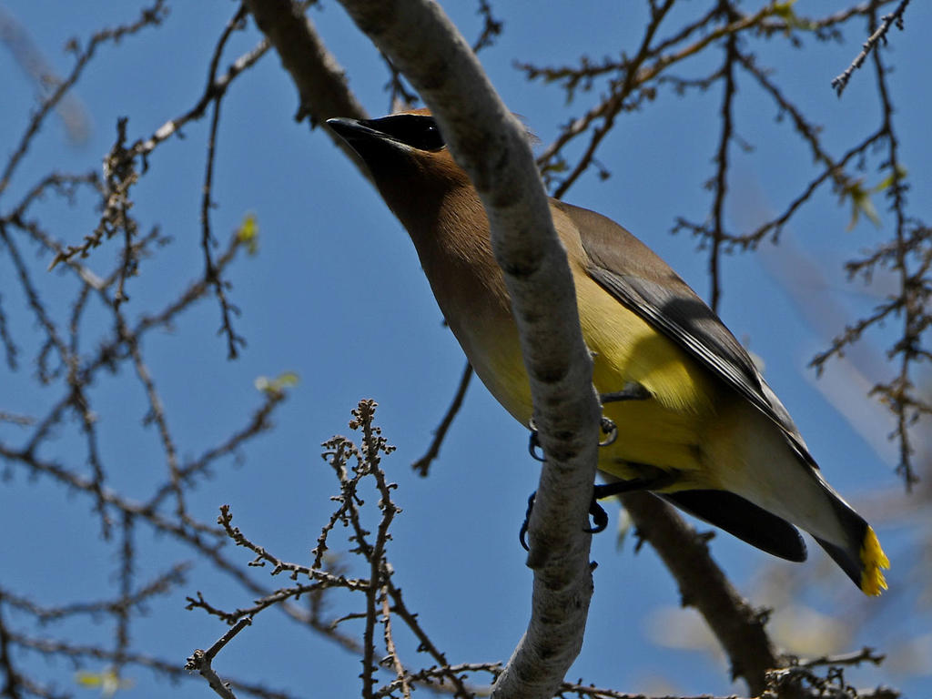 Waxwing.jpg