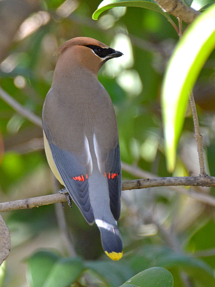 Waxwing10.jpg