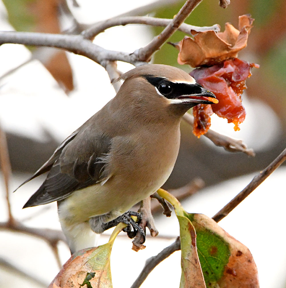 Waxwing10.jpg