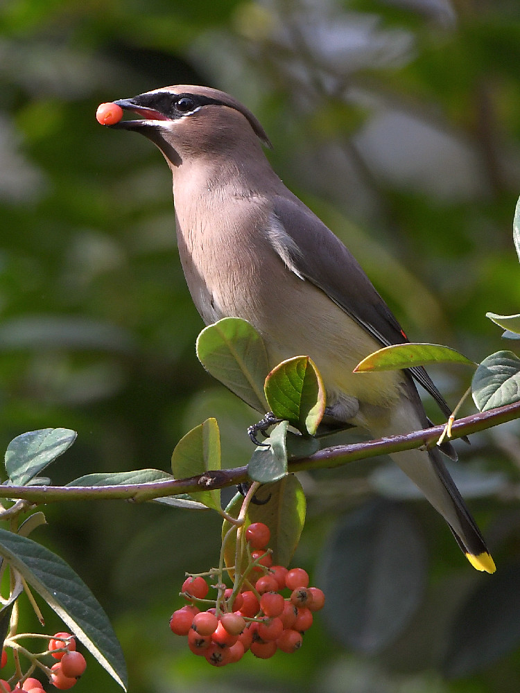 Waxwing10.jpg