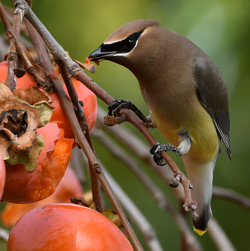 WaxWing10.jpg