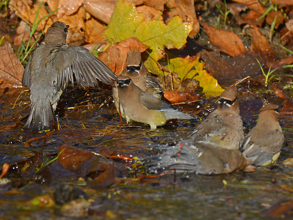 Waxwing11.jpg