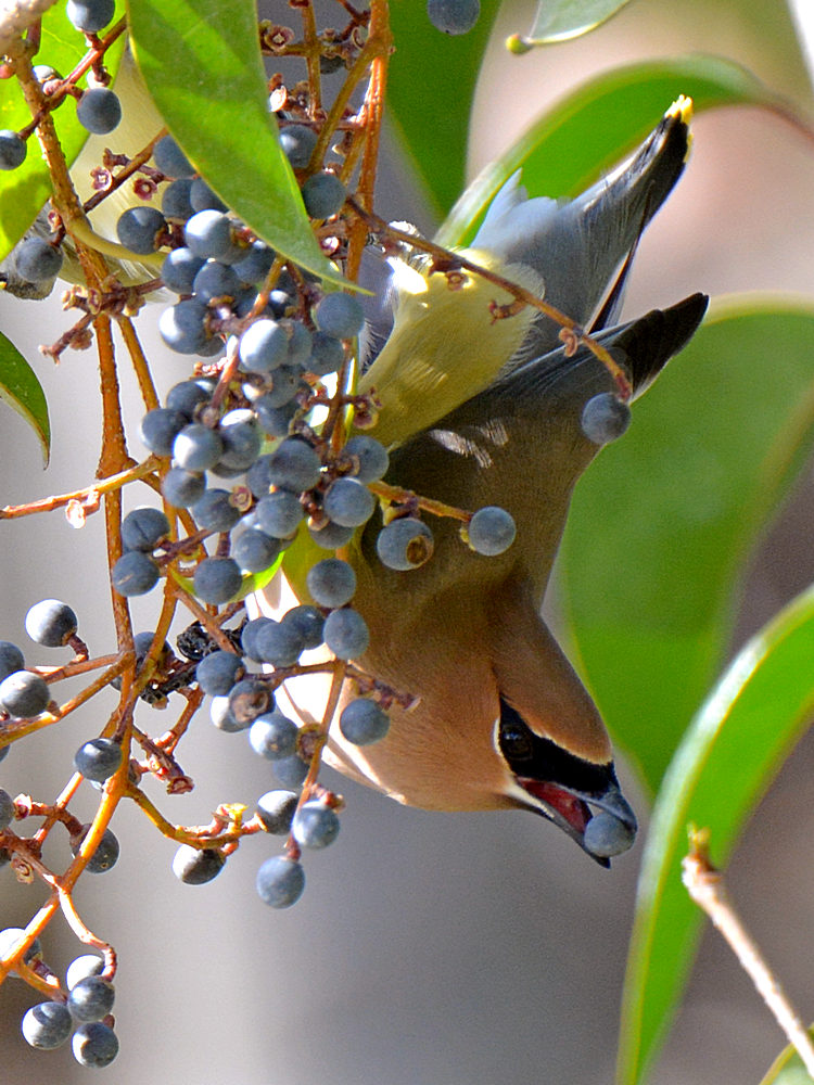 Waxwing11.jpg