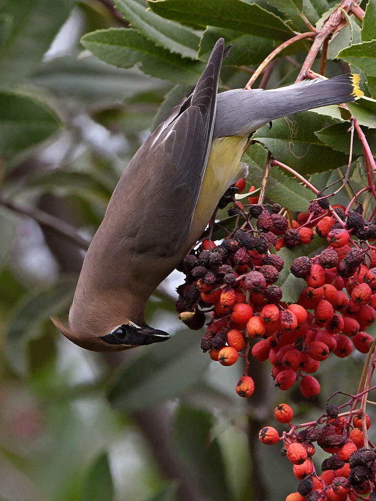 Waxwing11.jpg