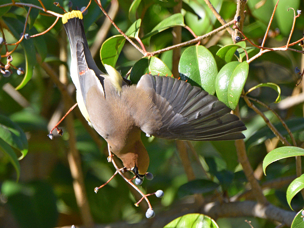 WaxWing12.jpg