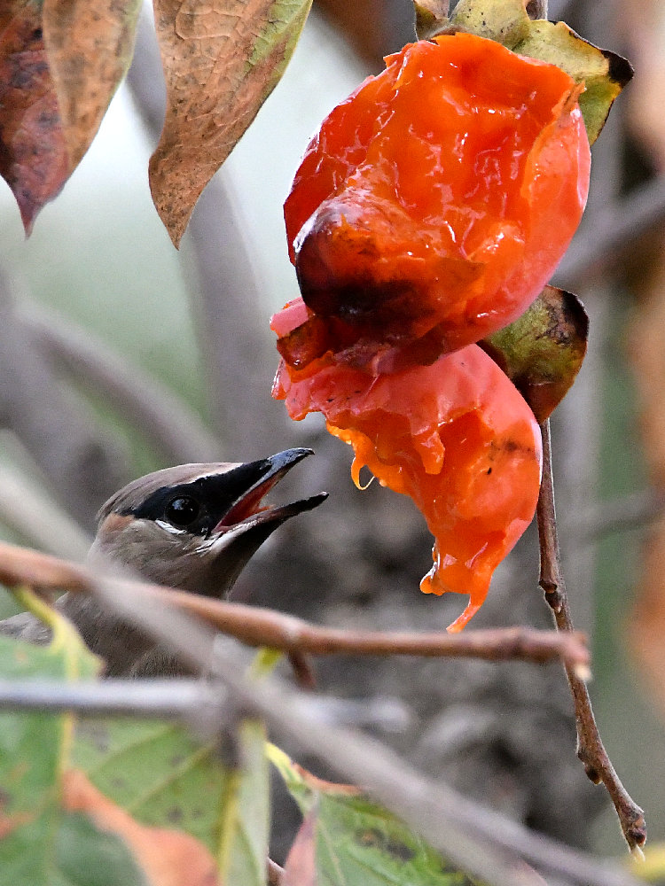 Waxwing12.jpg