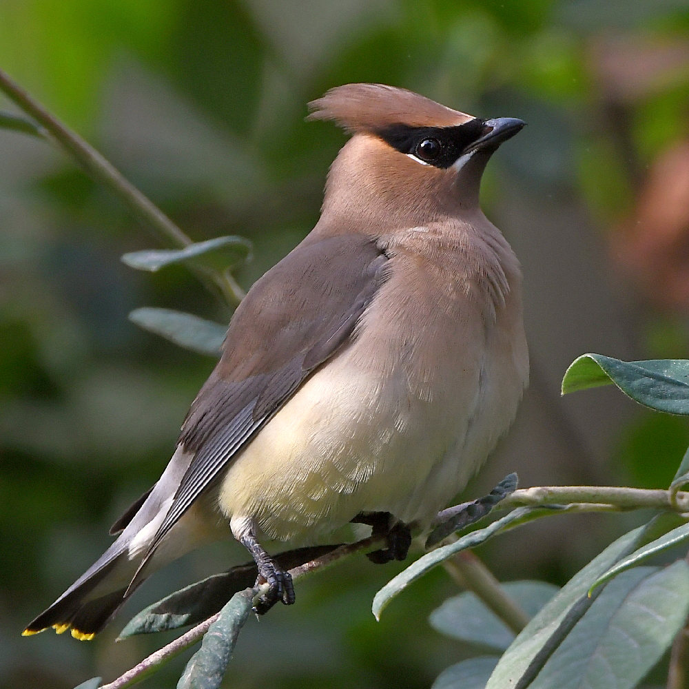 Waxwing12.jpg
