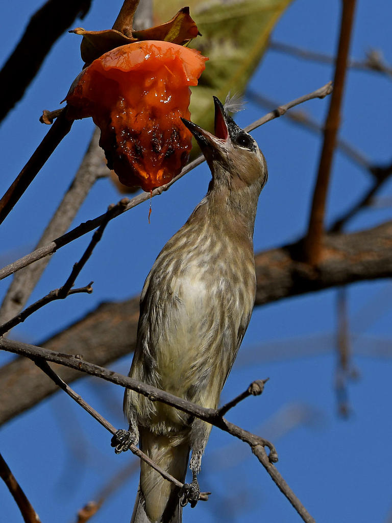 Waxwing12.jpg