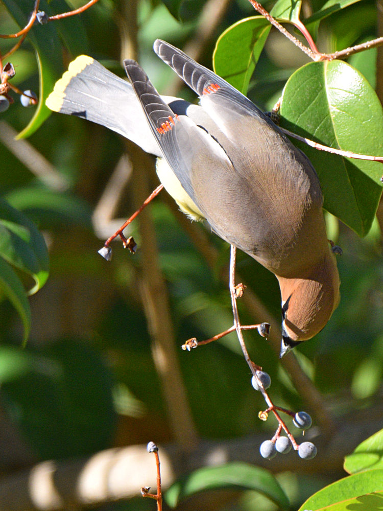 WaxWing13.jpg