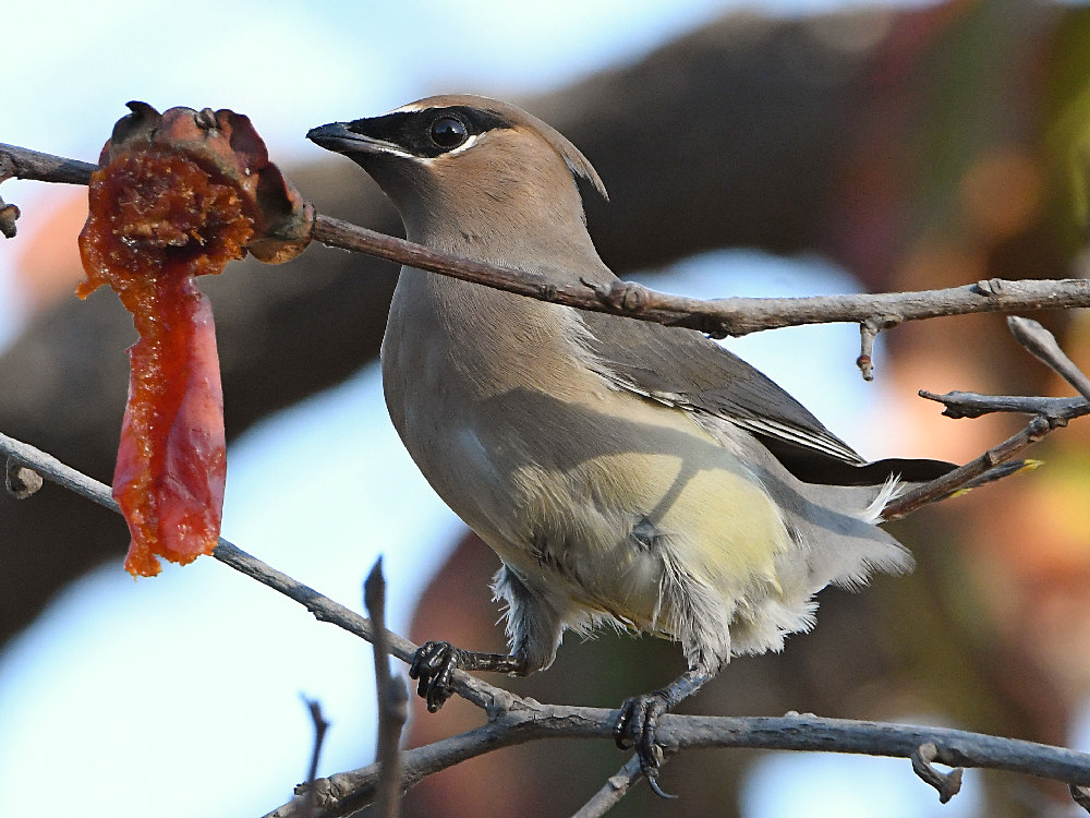 Waxwing13.jpg