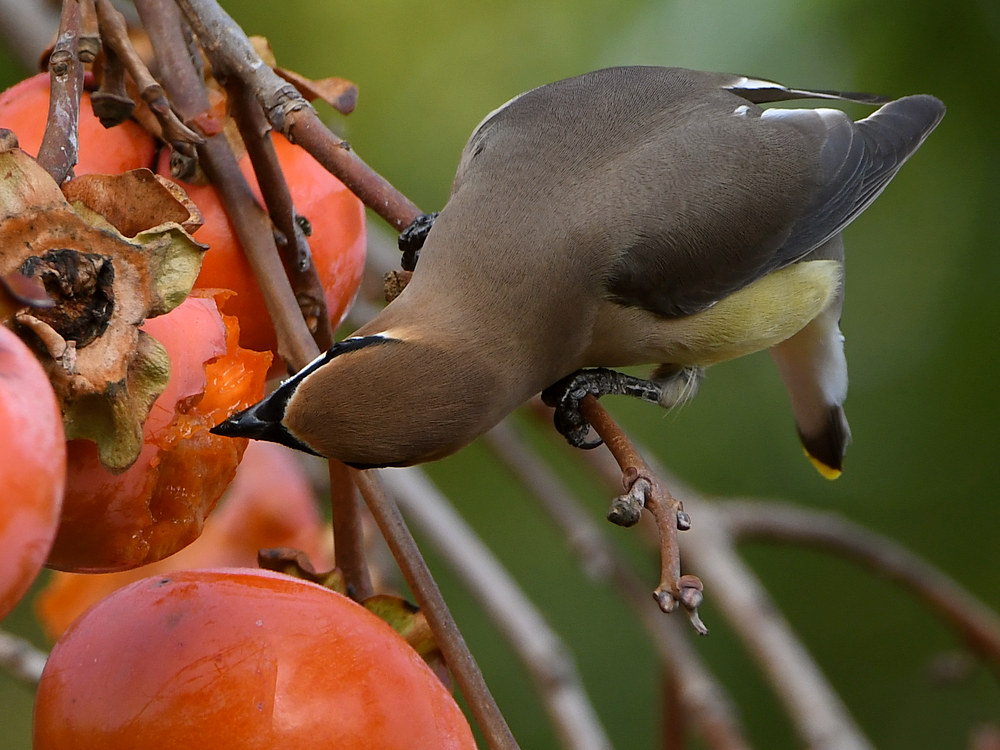 WaxWing13.jpg