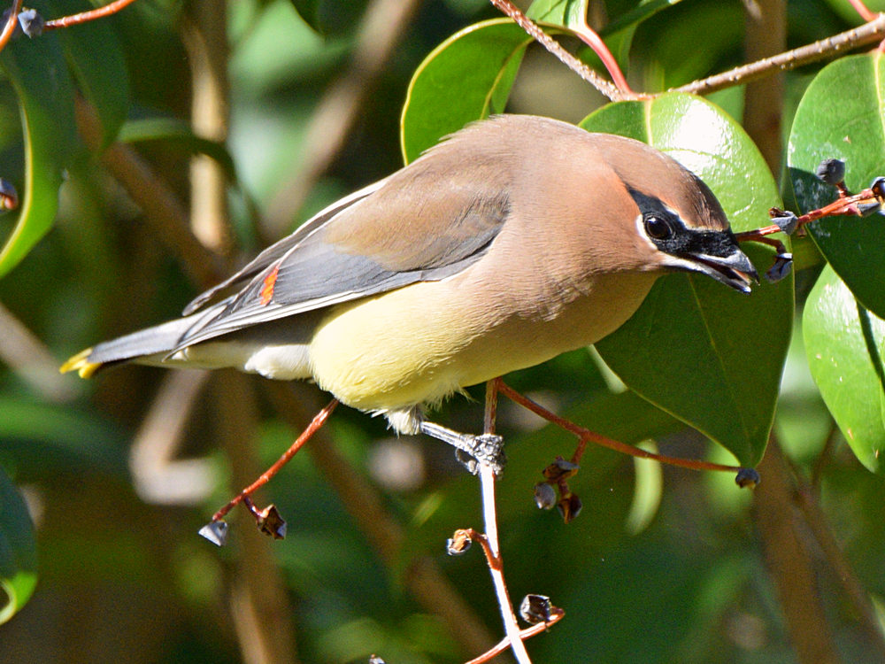 WaxWing14.jpg