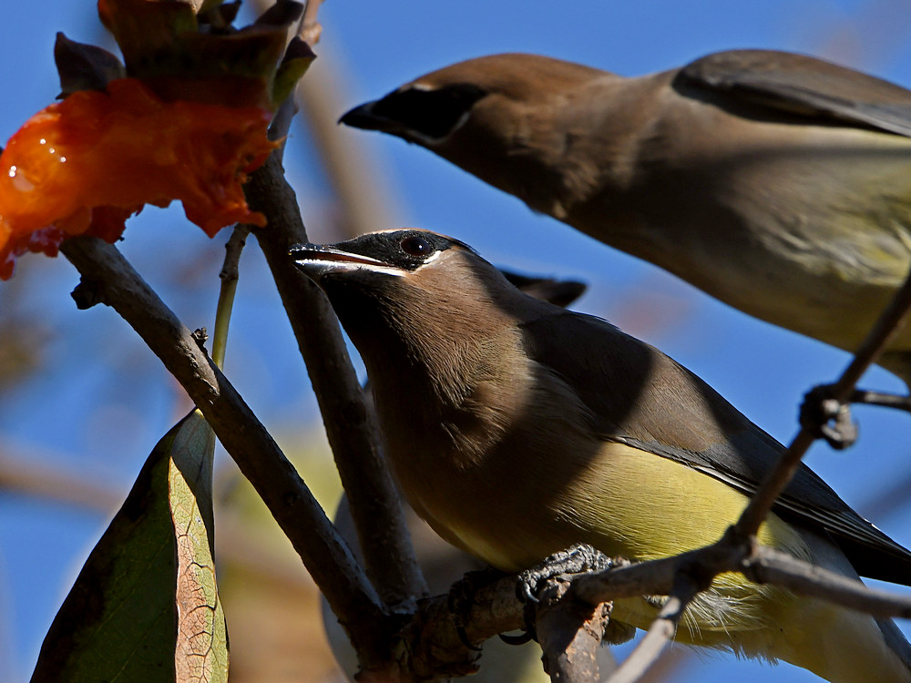 Waxwing14.jpg