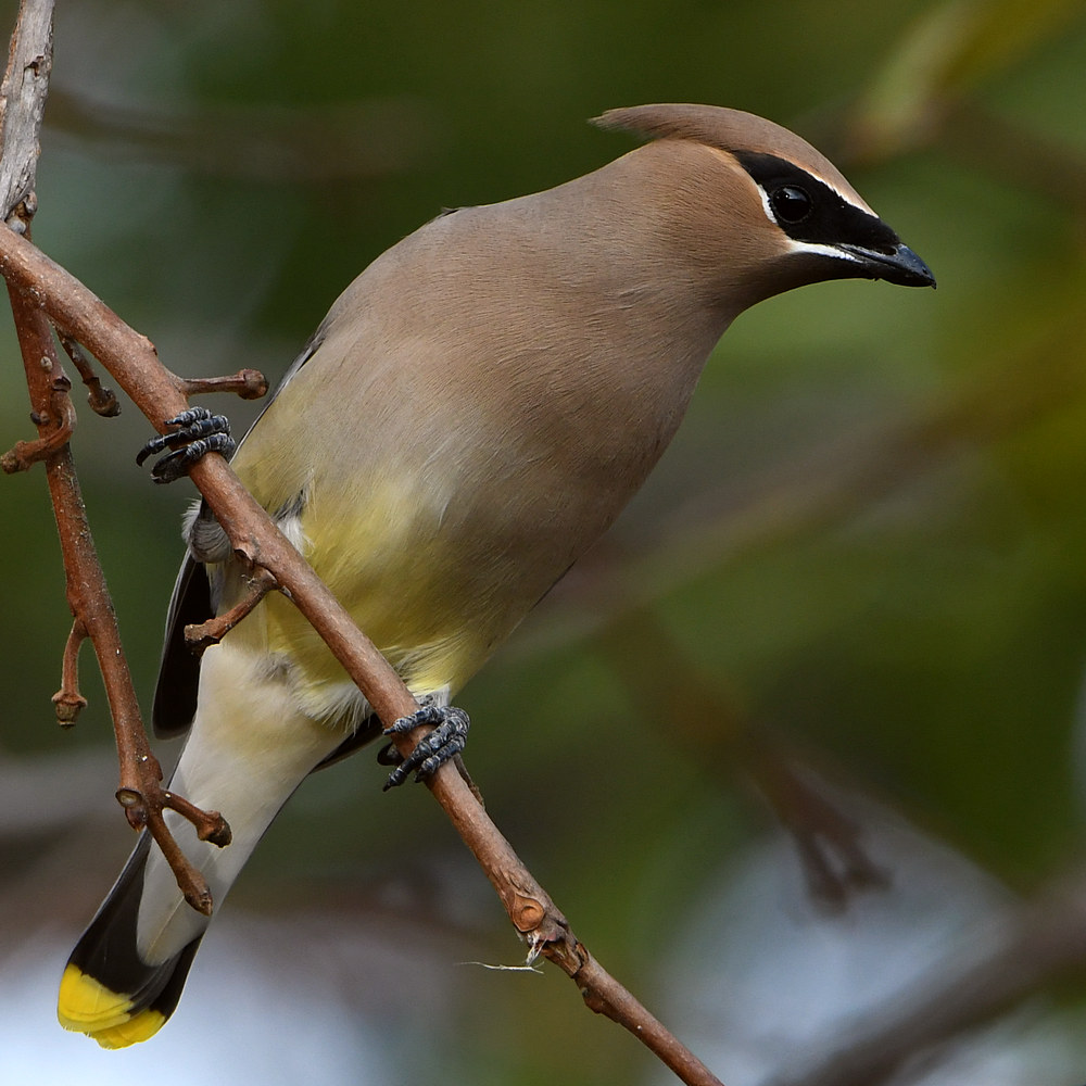 WaxWing14.jpg