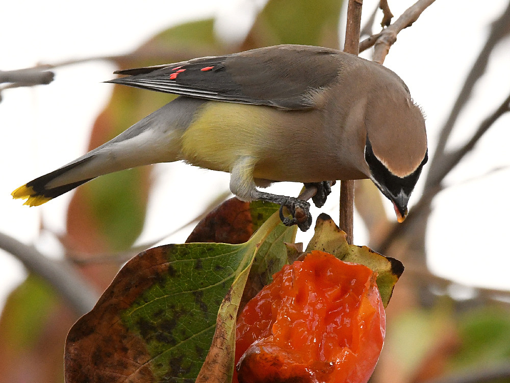 Waxwing16.jpg