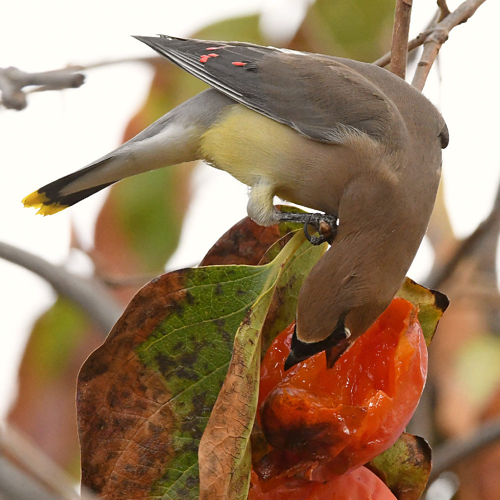 Waxwing17.jpg