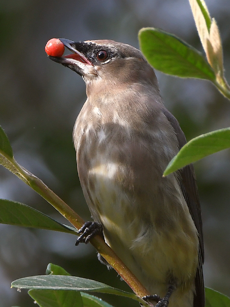 Waxwing17.jpg