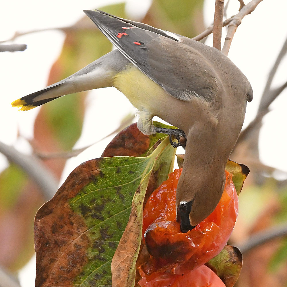 Waxwing18.jpg