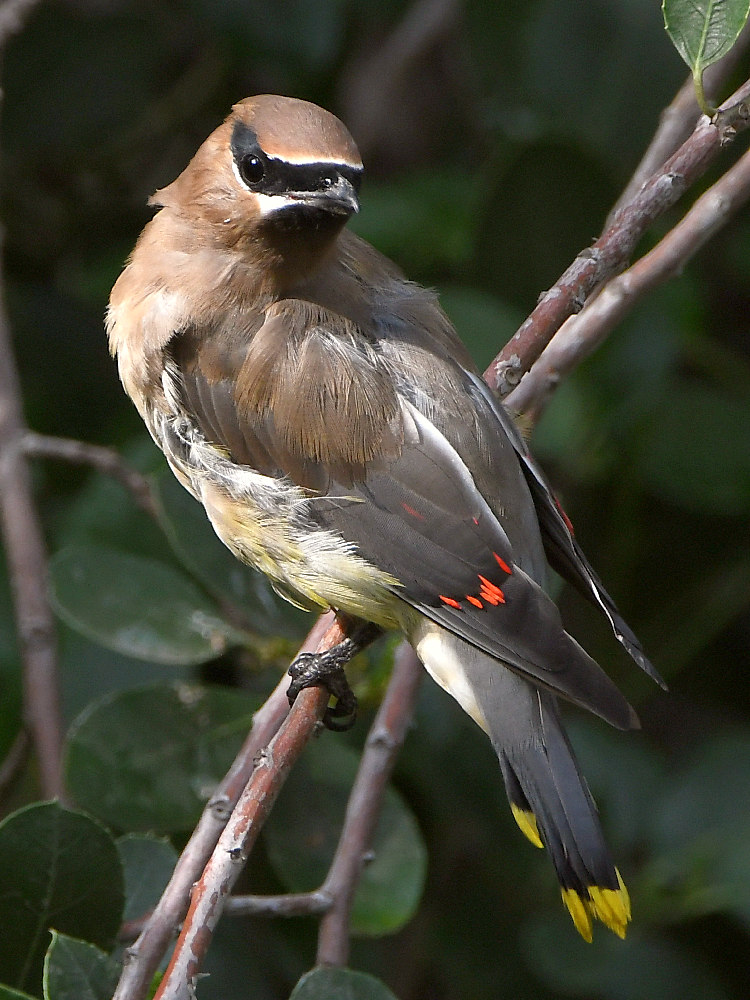 Waxwing18.jpg