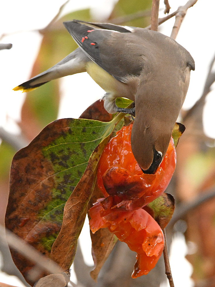 Waxwing19.jpg