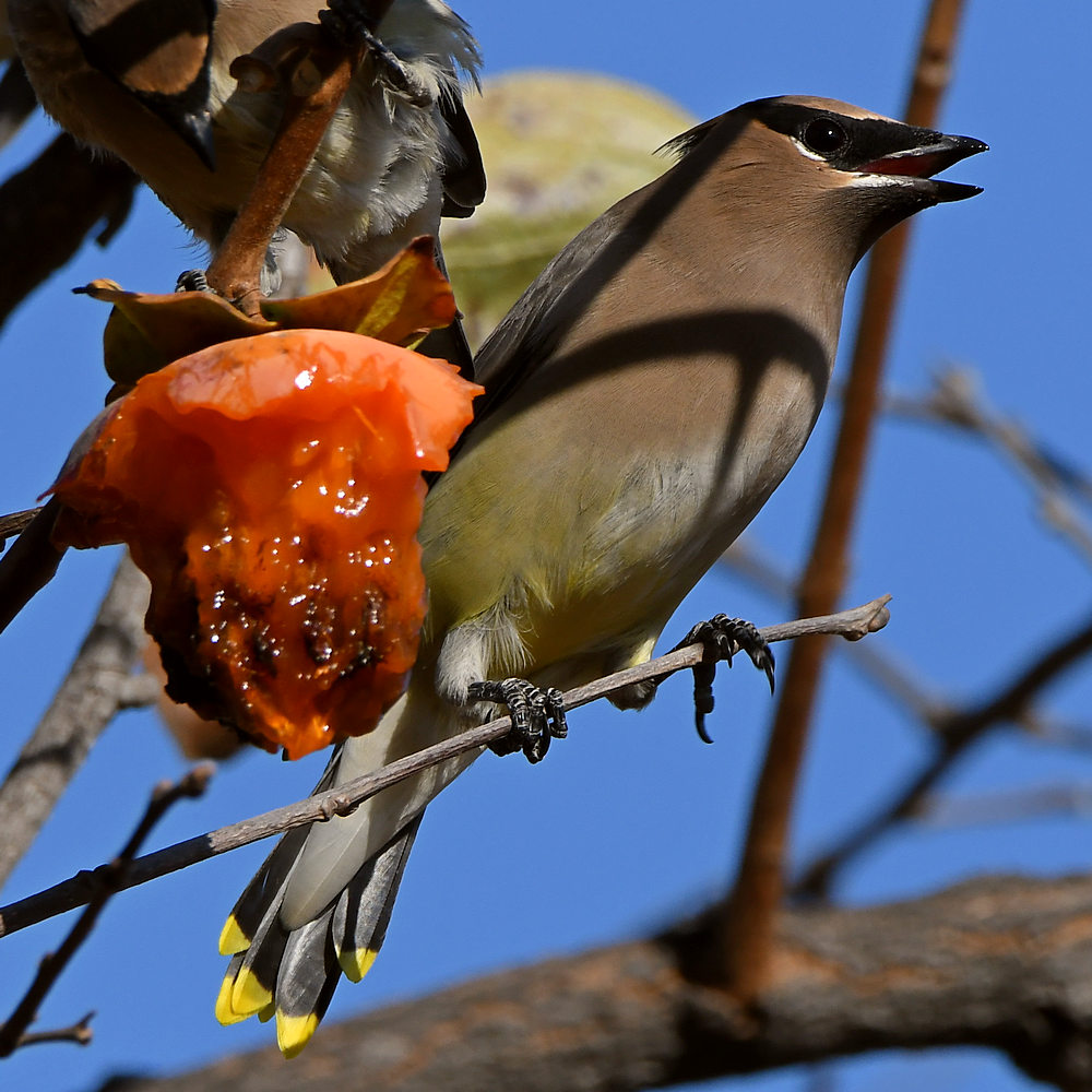 Waxwing19.jpg