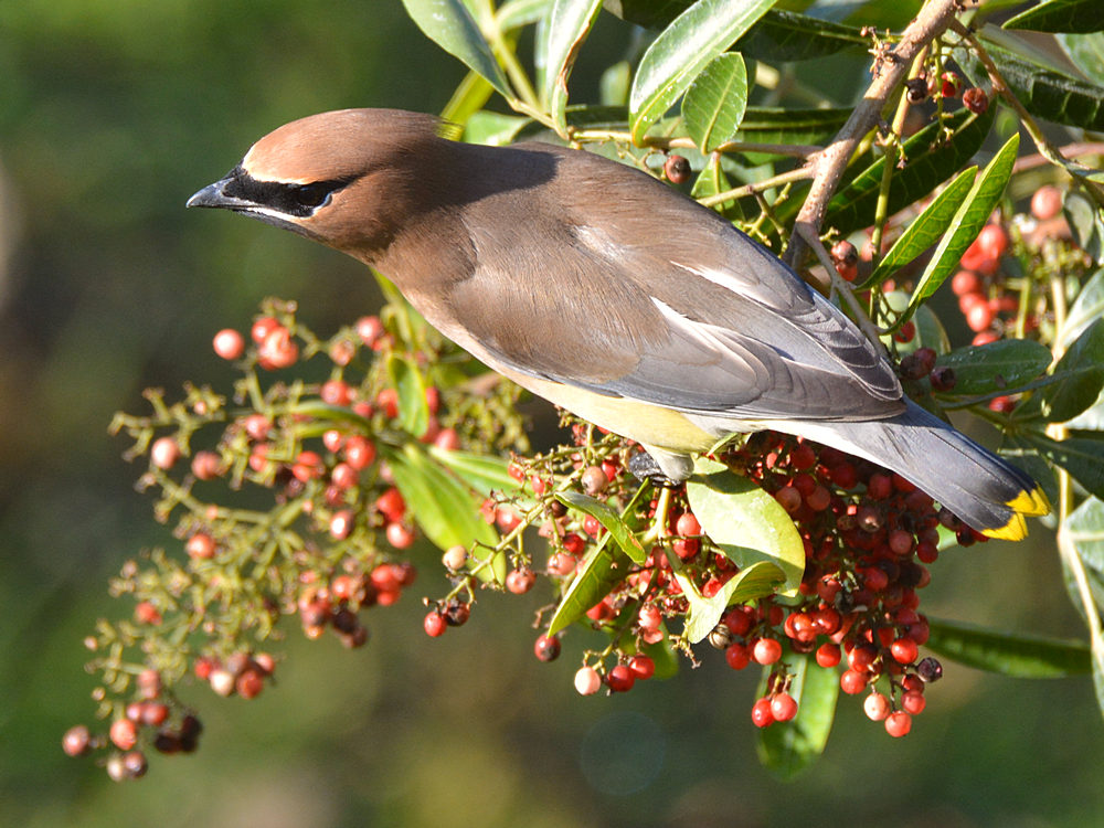 Waxwing2.jpg