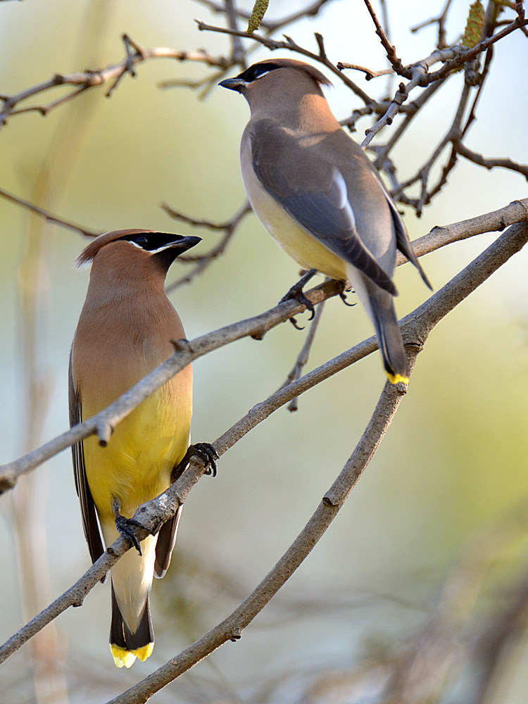 Waxwing2.jpg