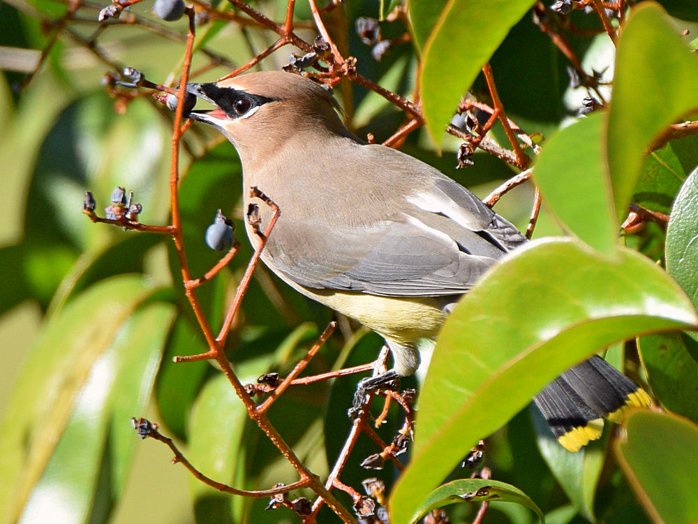 WaxWing2.jpg
