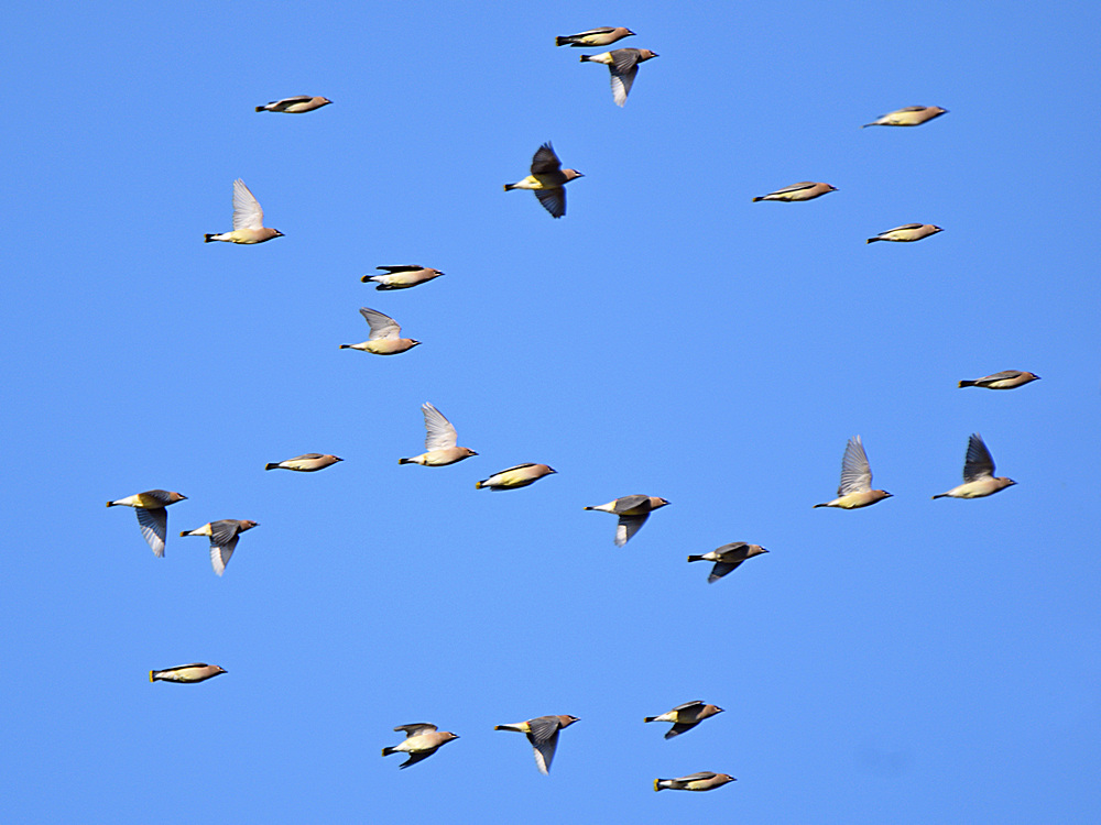 Waxwing2.jpg