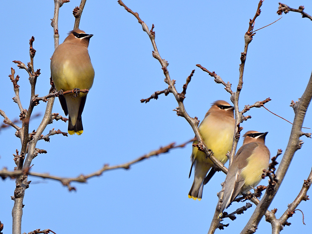 Waxwing2.jpg