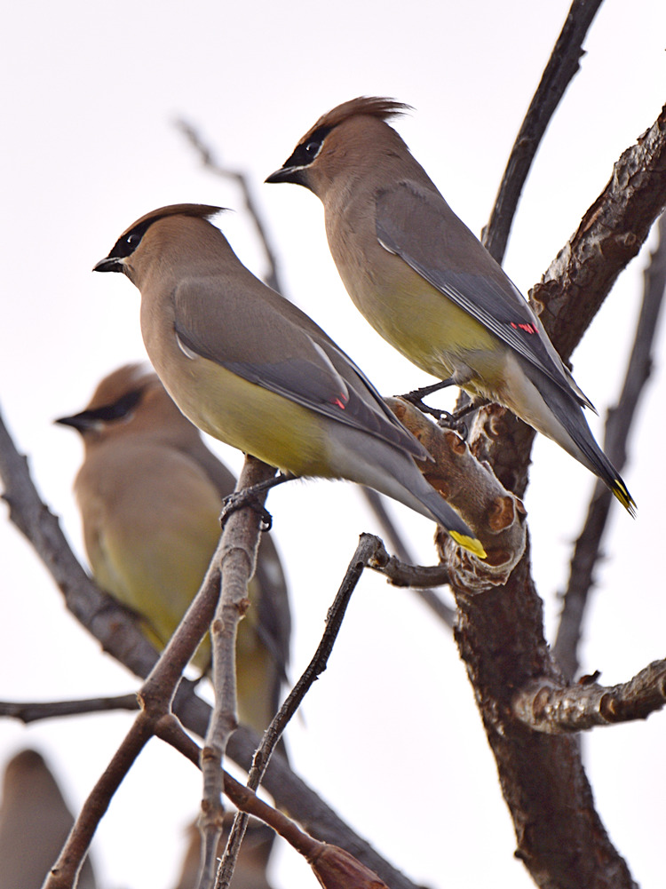 Waxwing2.jpg