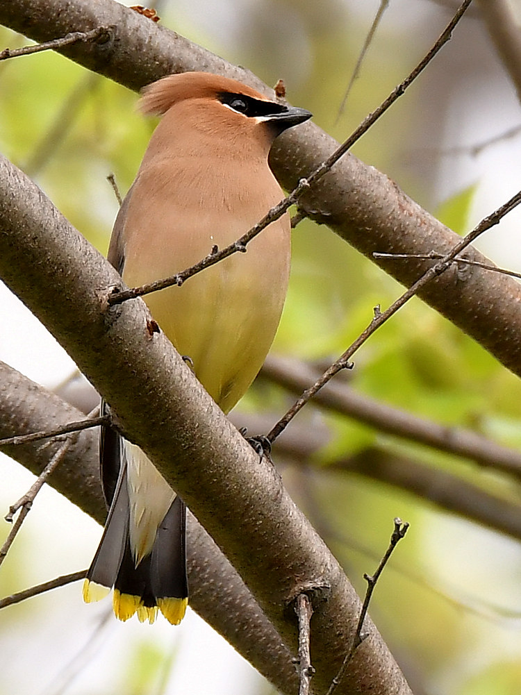 Waxwing2.jpg