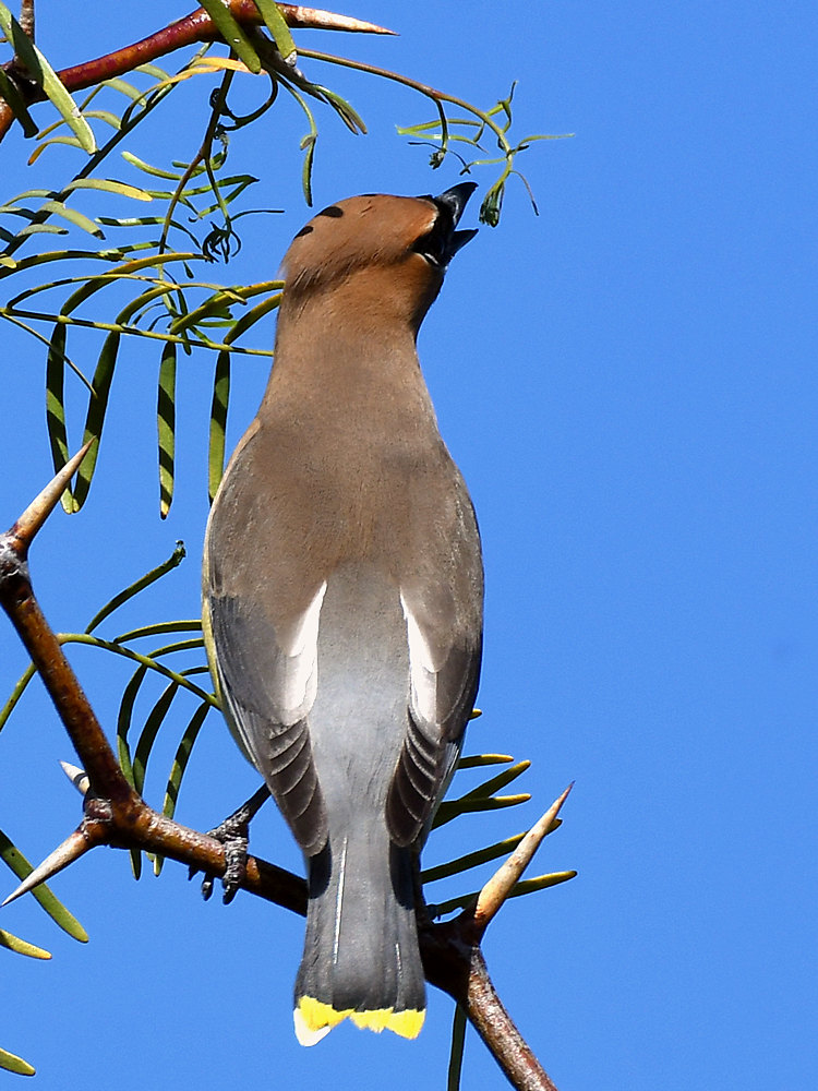 Waxwing2.jpg