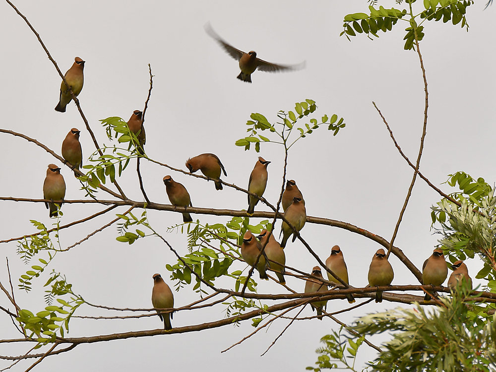 Waxwing2.jpg