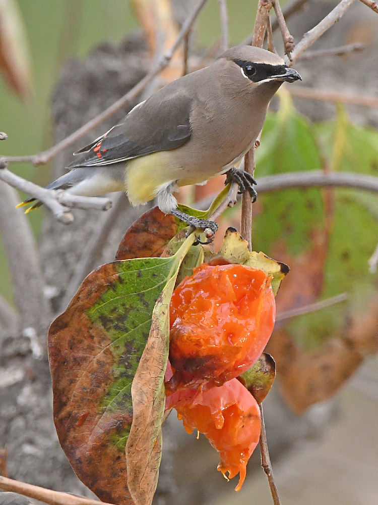 Waxwing2.jpg