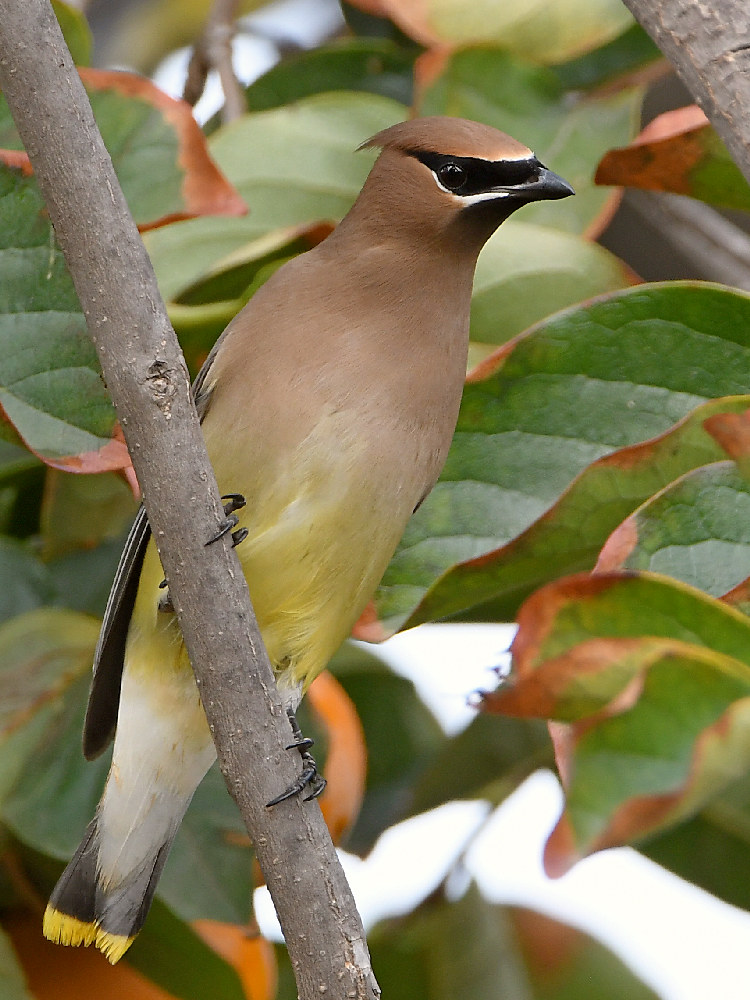Waxwing2.jpg
