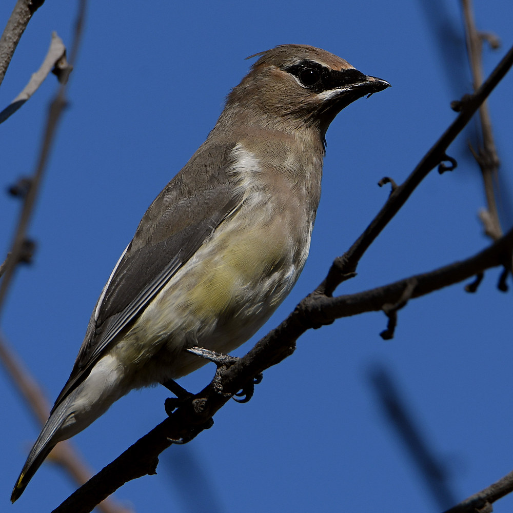 Waxwing2.jpg