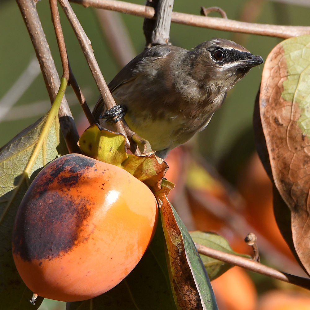 Waxwing2.jpg